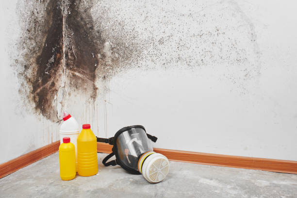 Best Certified Mold Removal  in Pico Rivera, CA