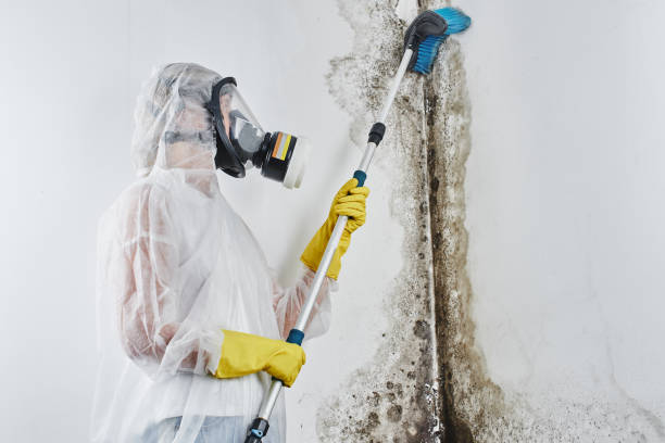 Best Commercial Mold Removal  in Pico Rivera, CA