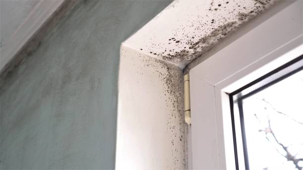 Certified Mold Removal in Pico Rivera, CA