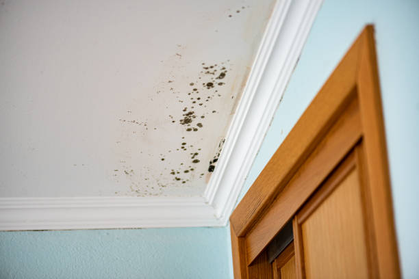 Mold Testing and Removal in Pico Rivera, CA