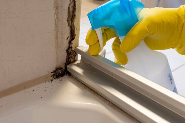 Professional Mold Removal in Pico Rivera, CA