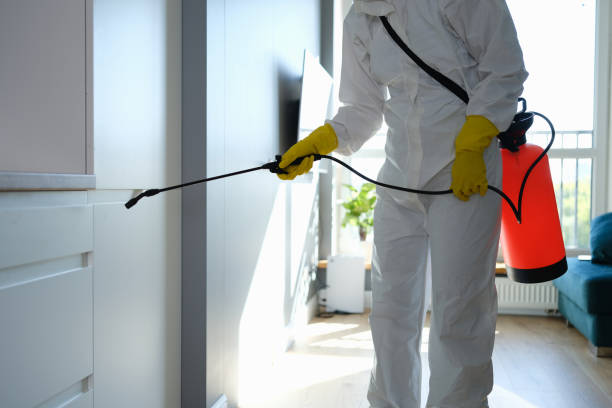 Best Mold Cleaning Services  in Pico Rivera, CA
