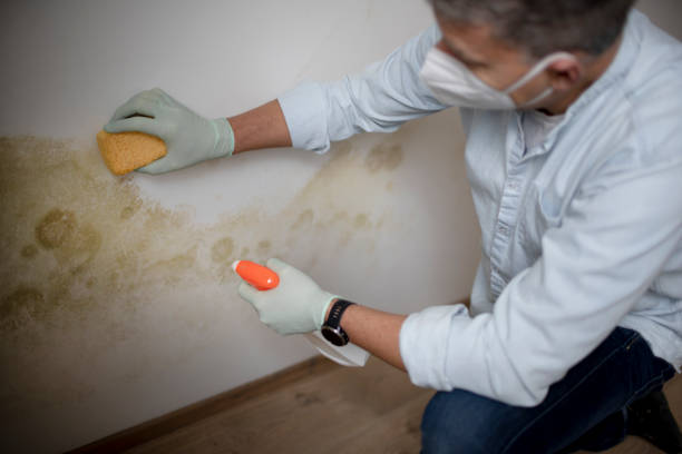 Best Local Mold Removal Service  in Pico Rivera, CA