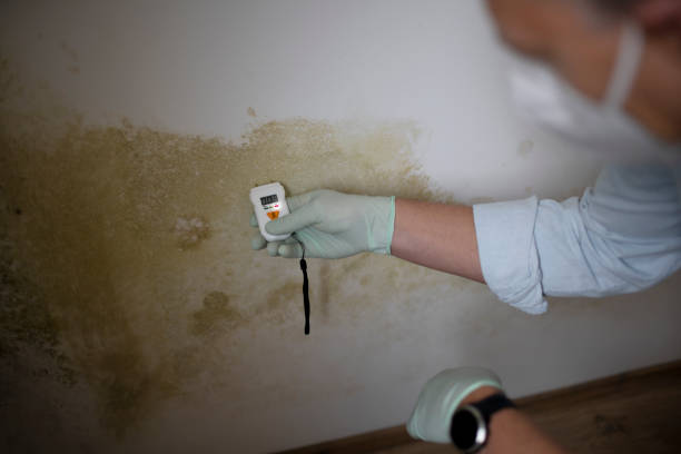 Best Mold Damage Repair  in Pico Rivera, CA