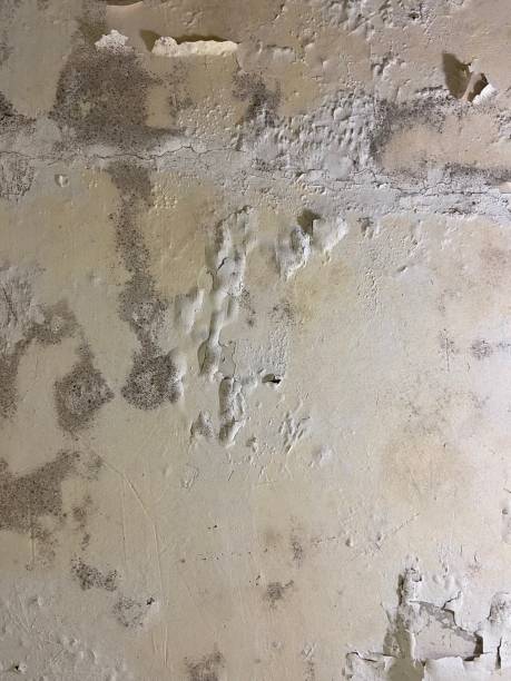 Best Mold Remediation  in Pico Rivera, CA