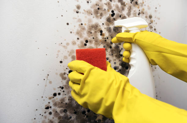 Best Toxic Mold Removal  in Pico Rivera, CA