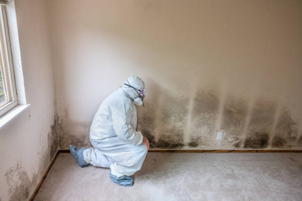 Best Black Mold Removal  in Pico Rivera, CA