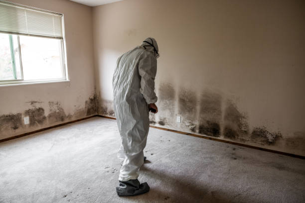 Best Residential Mold Removal  in Pico Rivera, CA