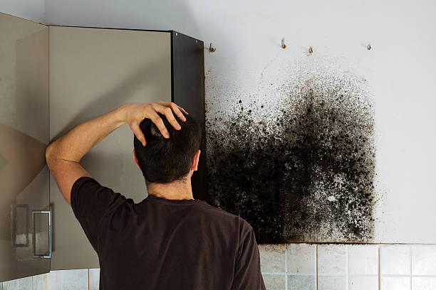 Best Home Mold Removal  in Pico Rivera, CA