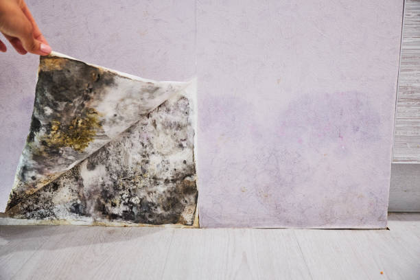 Best Office Mold Removal Services  in Pico Rivera, CA